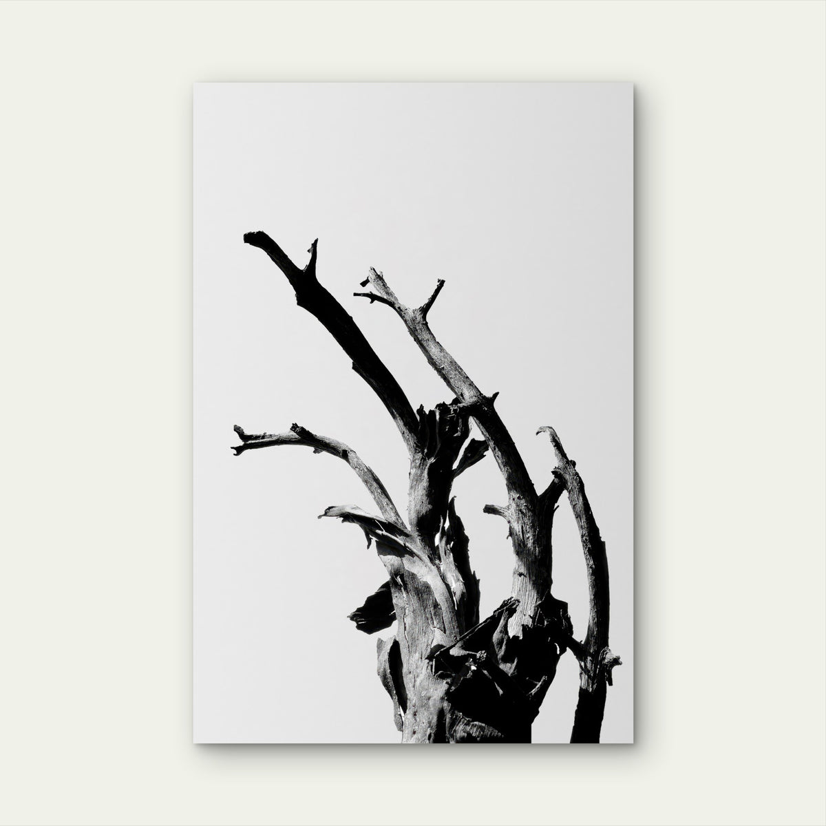Minimalist Black White Dead Tree Branch 40x60cm Metal Print Ready to Hang