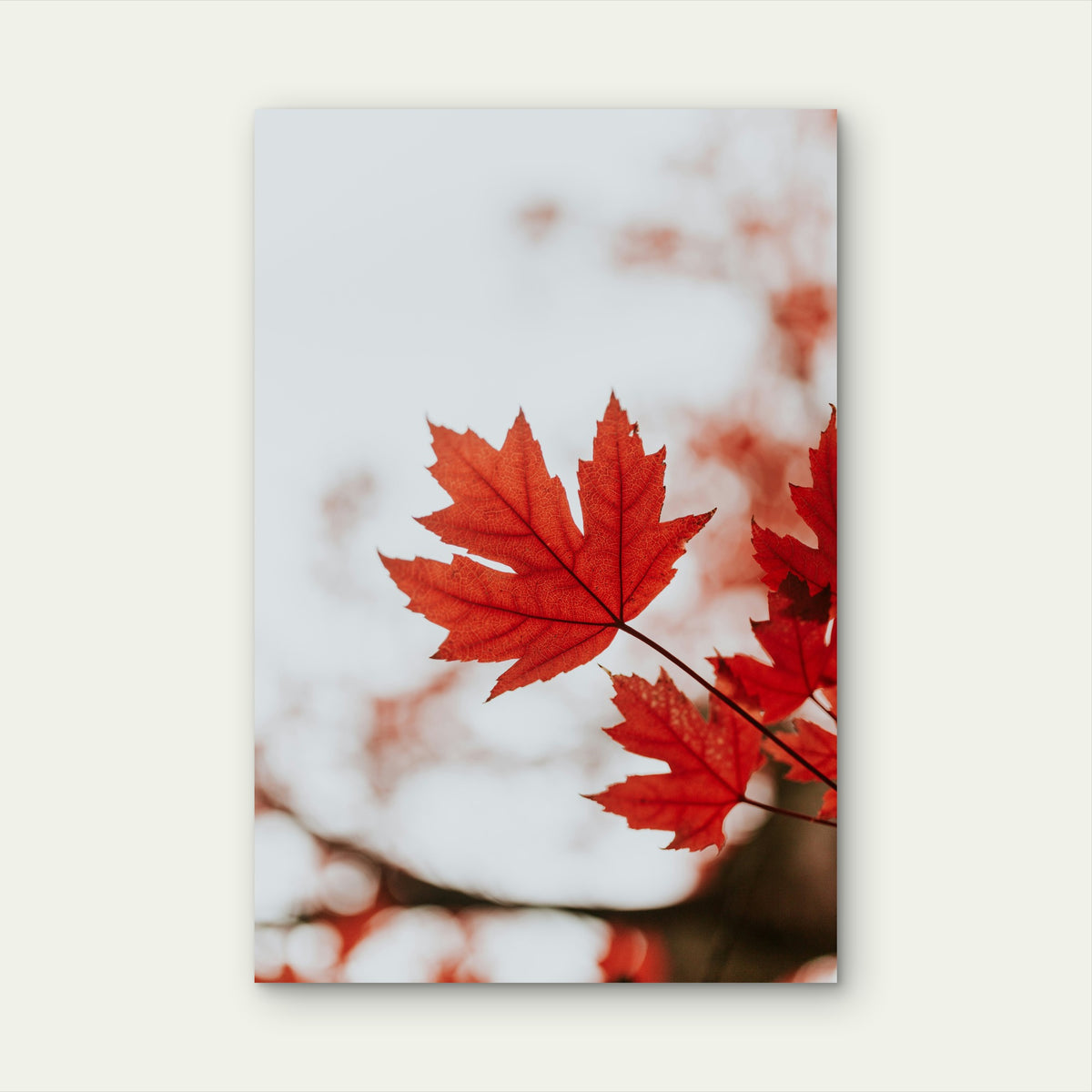 Vibrant Red Maple Leaf 60x90cm Metal Print Ready to Hang