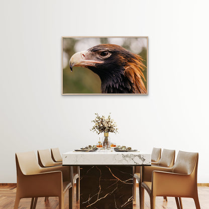Wedge Tailed Eagle Australia Close Up Wall Art Decor 100% Australian Made