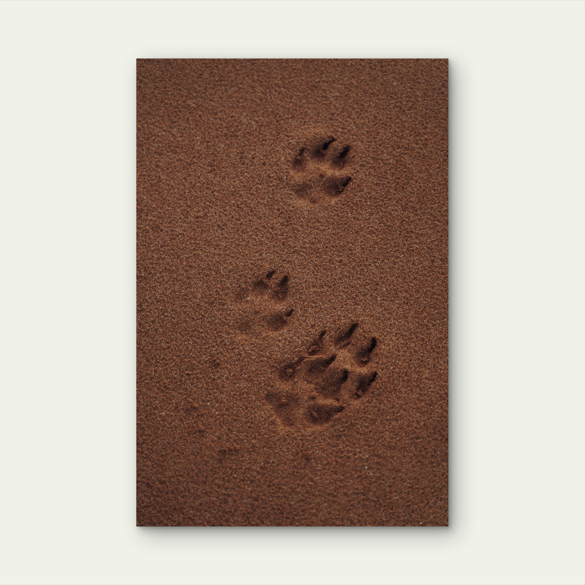 Animal Paws illustration 60x90cm Metal Print Ready to Hang