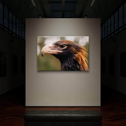 Wedge Tailed Eagle Australia Close Up Wall Art Decor 100% Australian Made