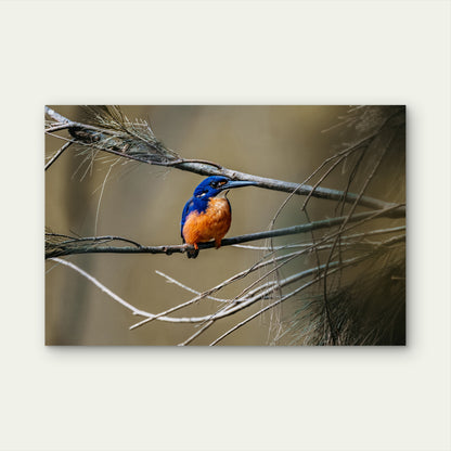 Azure Kingfisher Nature Wall Art Decor 100% Australian Made