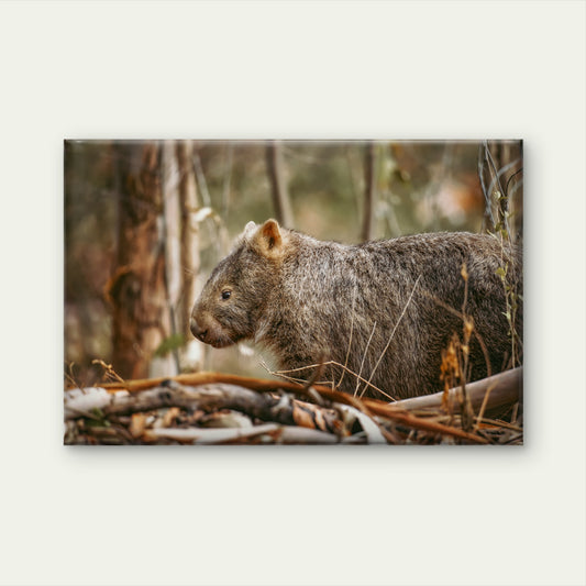 Wombat Kangaroo Valley Australia Wall Art Decor 100% Australian Made