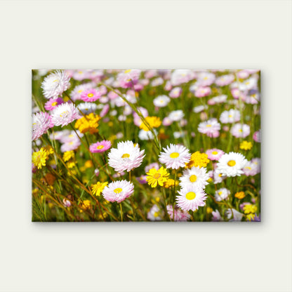 Australian Everlasting Paper Daisies Kings Park Wall Art Decor 100% Australian Made