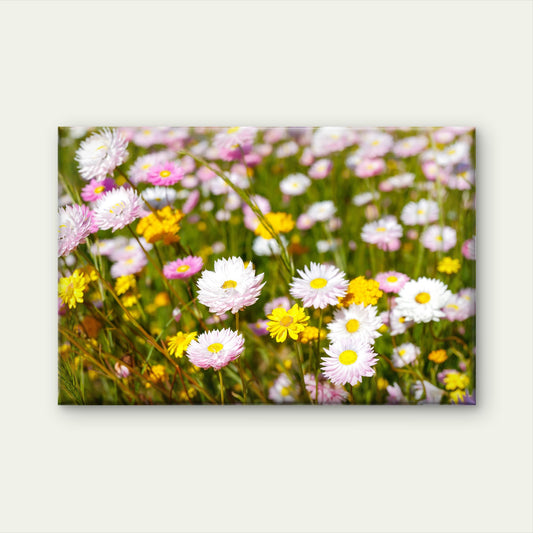 Australian Everlasting Paper Daisies Kings Park Wall Art Decor 100% Australian Made