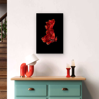Vibrant Red Siamese Fighting Fish 40x60cm Metal Print Ready to Hang