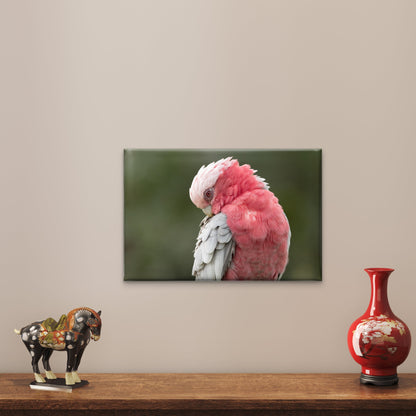 Galah Preening Feathers Gold Coast Queensland Wall Art Decor 100% Australian Made