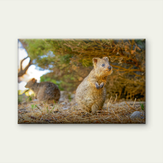 Quokka Western Australia Wildlife Wall Art Decor 100% Australian Made