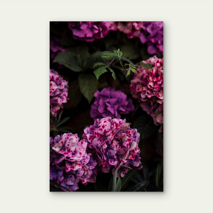 Close Up View Of Hydrangea Macrophylla 40x60cm Metal Print Ready to Hang