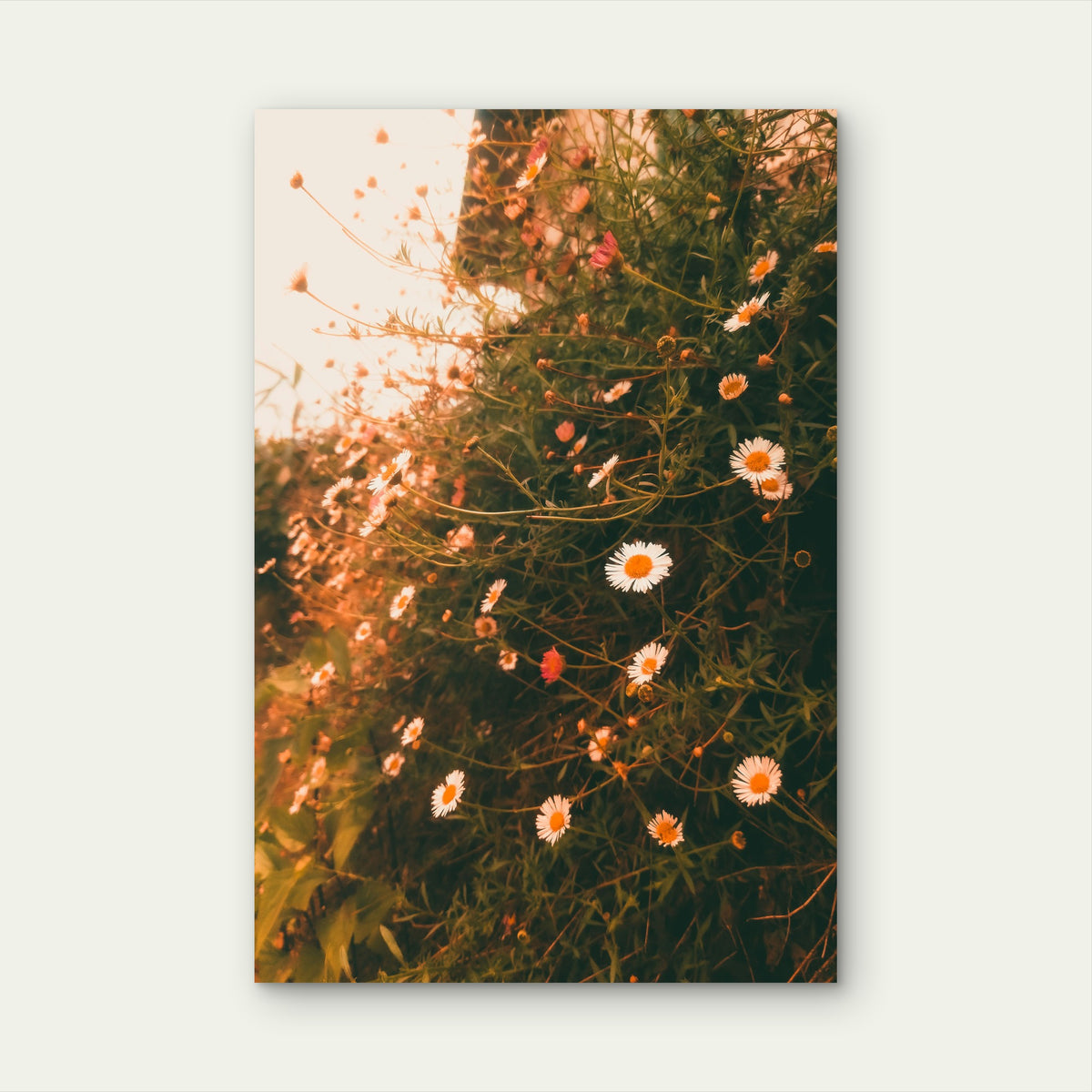Common Daisies Wildflowers 40x60cm Metal Print Ready to Hang
