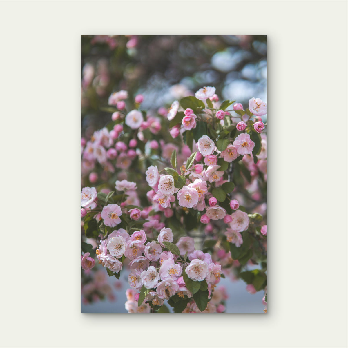 Pink Crabapple Floral Blossoms 40x60cm Metal Print Ready to Hang