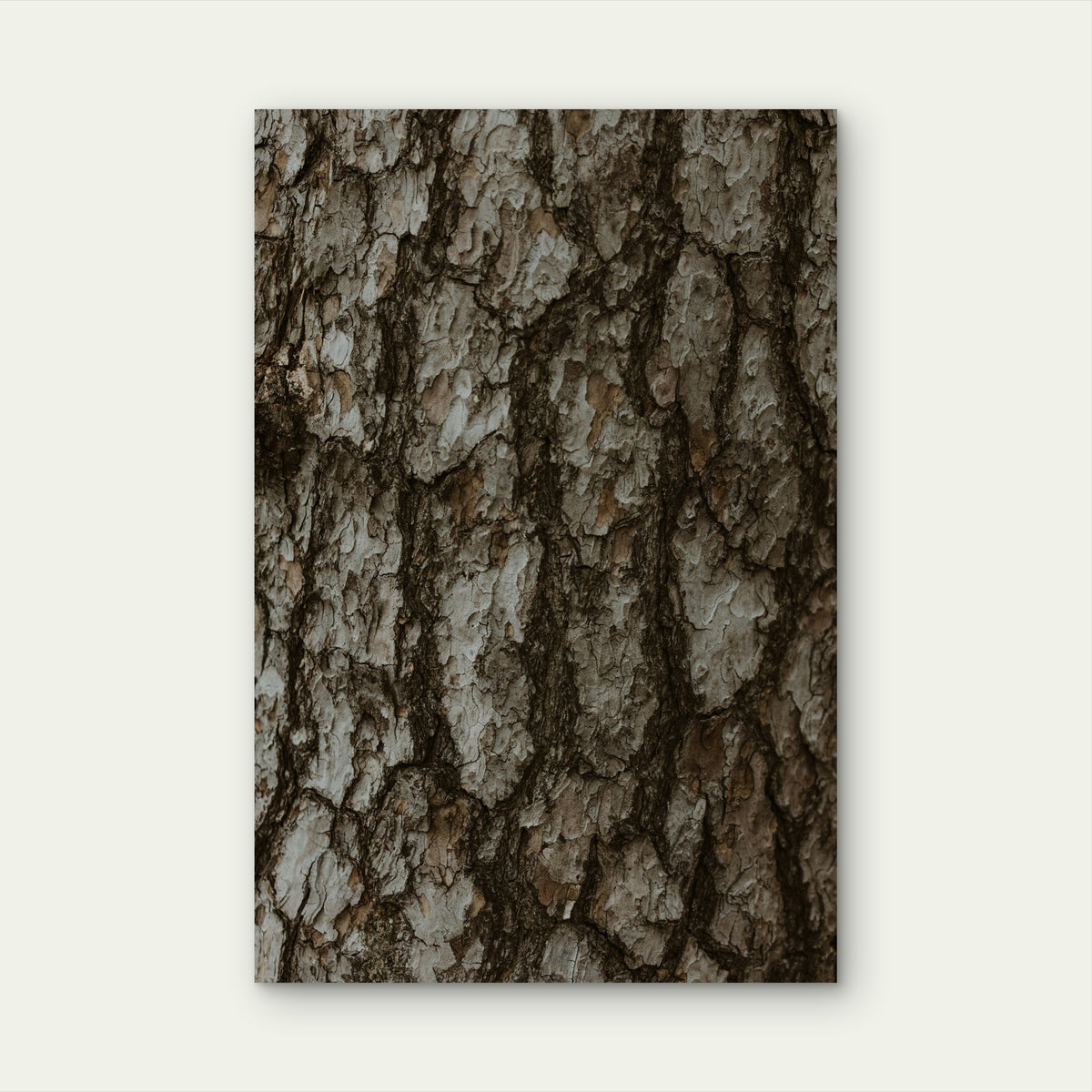 Close-Up of Tree Bark 60x90cm Metal Print Ready to Hang