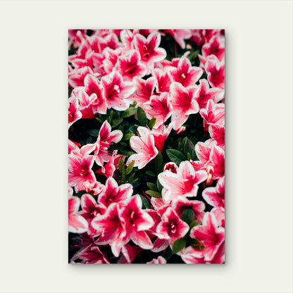 Close-Up of Blooming Azalea Flowers 60x90cm Metal Print Ready to Hang