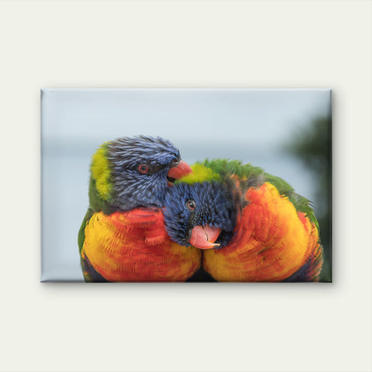 Pair of Rainbow Lorikeets Preening Australia Wall Art Decor 100% Australian Made