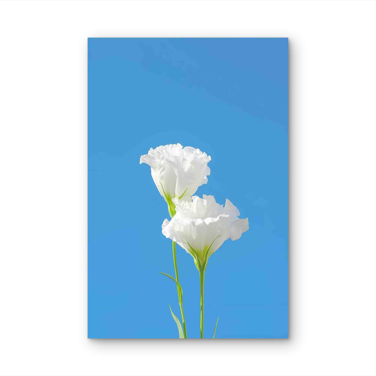 Pure White Eustoma Against A Vivid Blue Sky 60x90cm Metal Print Ready to Hang