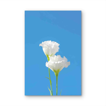 Pure White Eustoma Against A Vivid Blue Sky 60x90cm Metal Print Ready to Hang