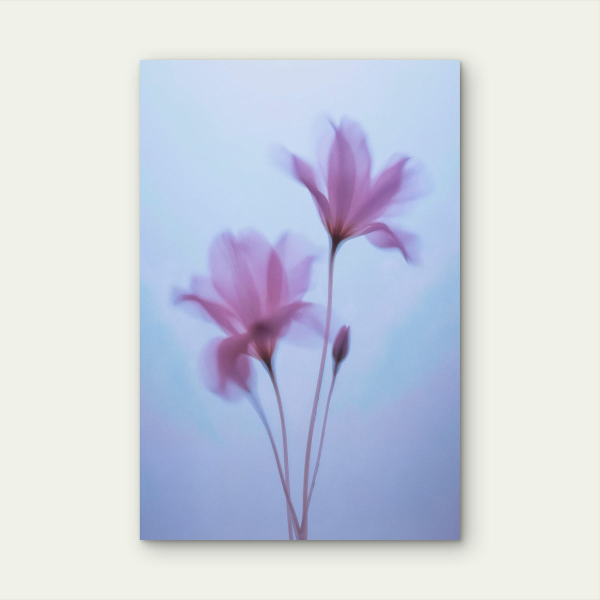Softly Focused Pink Flowers 60x90cm Metal Print Ready to Hang