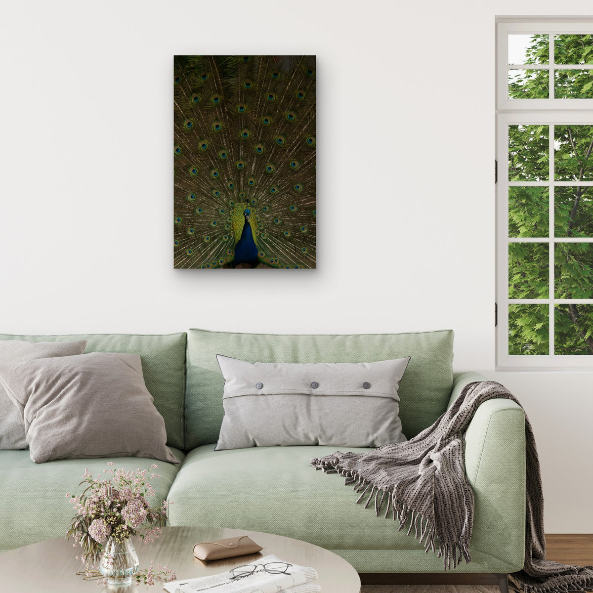 Indian Peacock Displaying Its Tail Feathers 60x90cm Metal Print Ready to Hang