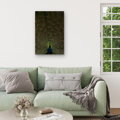 Indian Peacock Displaying Its Tail Feathers 60x90cm Metal Print Ready to Hang