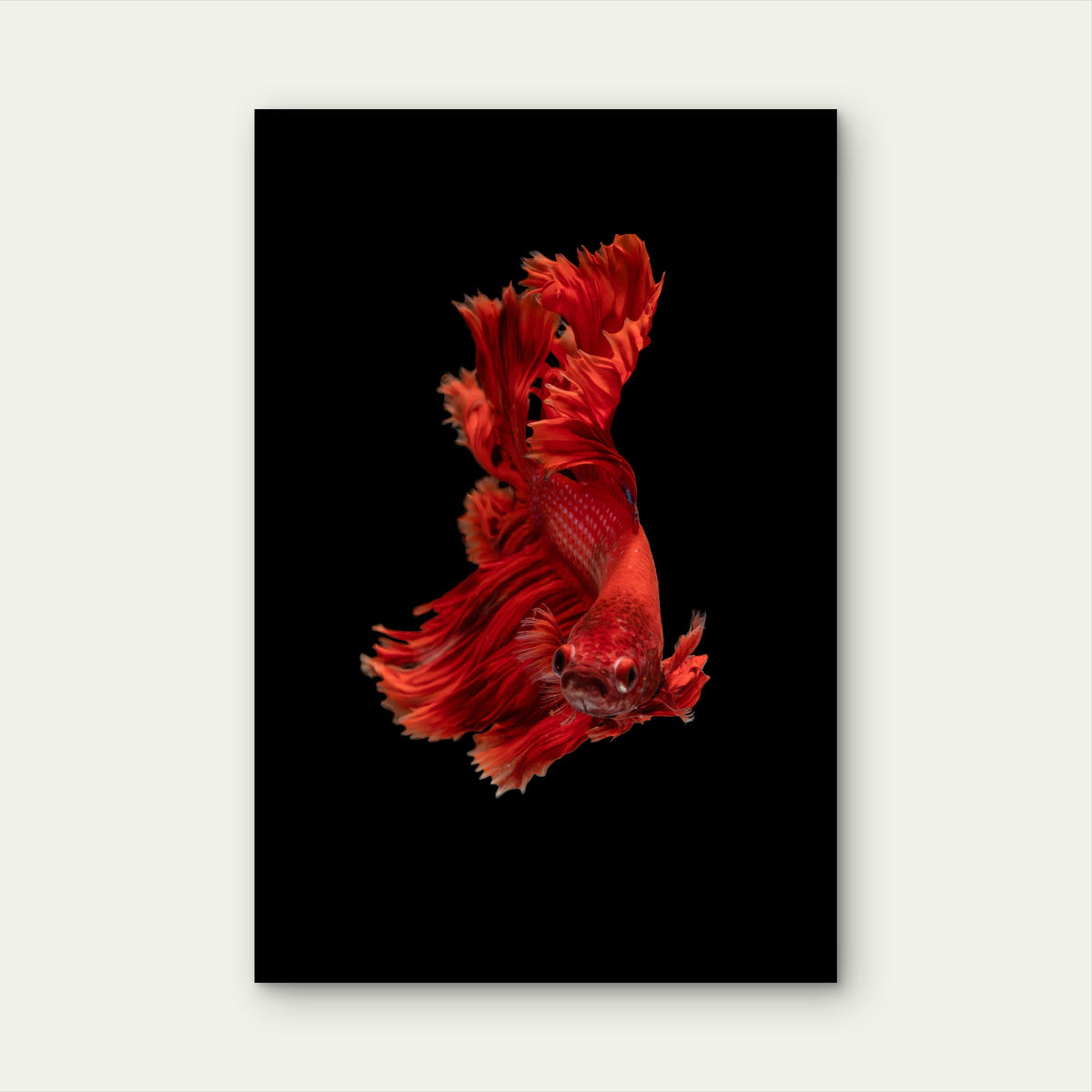 Vibrant Red Siamese Fighting Fish 40x60cm Metal Print Ready to Hang
