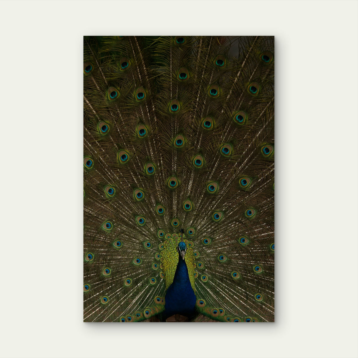 Indian Peacock Displaying Its Tail Feathers 60x90cm Metal Print Ready to Hang