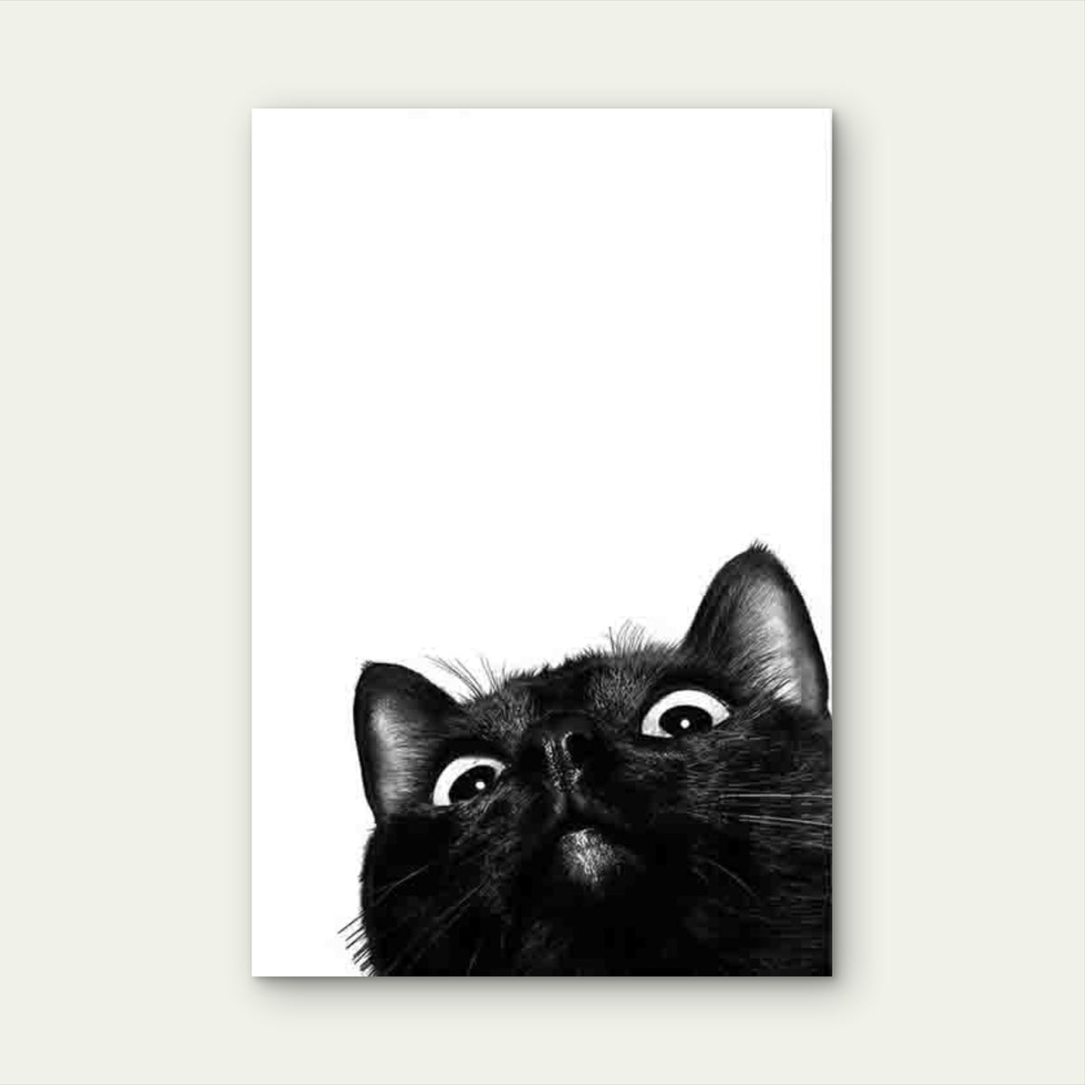 Playful Black Cat On White Background 60x90cm Metal Print Ready to Hang