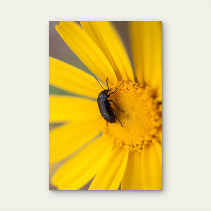 Pollen Beetle on Yellow Daisy 40x60cm Metal Print Ready to Hang