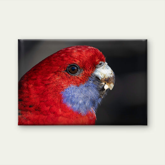 Crimson Rosella Canberra ACT Wall Art Decor 100% Australian Made