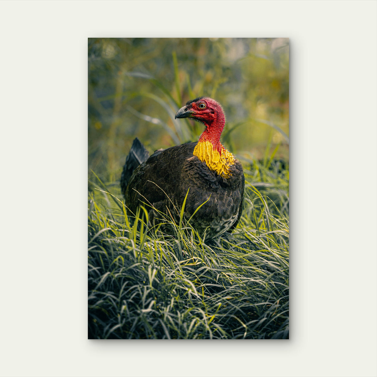 Australian Brushturkey 60x90cm Metal Print Ready to Hang