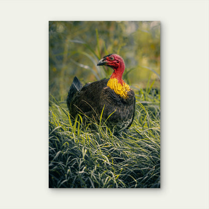 Australian Brushturkey 60x90cm Metal Print Ready to Hang