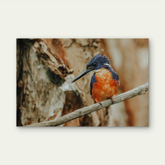 Azure Kingfisher Perched Wall Art Decor 100% Australian Made