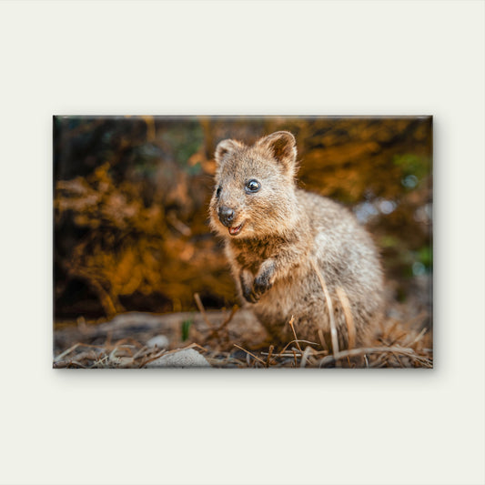 Quokka Western Australia Wall Art Decor 100% Australian Made