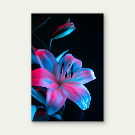 Orchid Flower Against Black Background 40x60cm Metal Print Ready to Hang