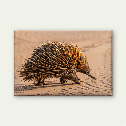 Wild Echidna Australia National Park Wall Art Decor 100% Australian Made