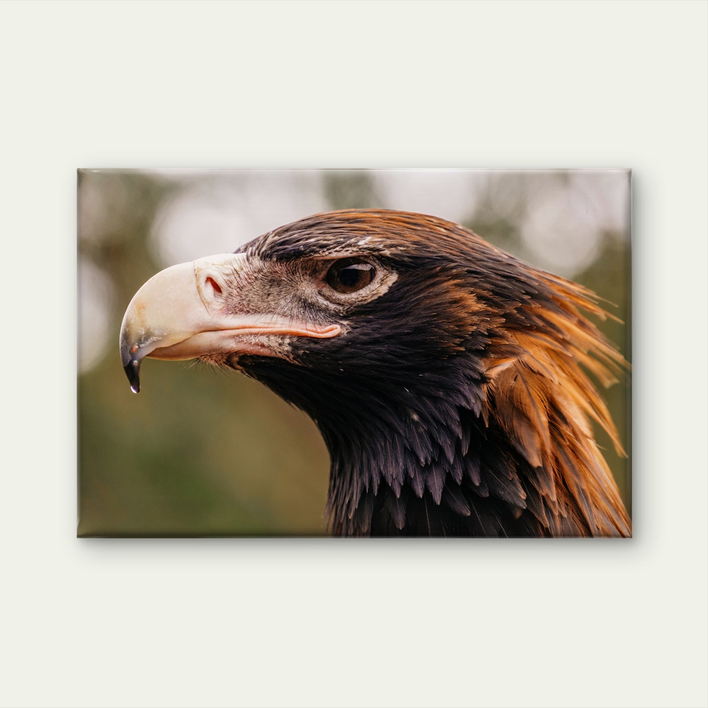 Wedge Tailed Eagle Australia Close Up Wall Art Decor 100% Australian Made