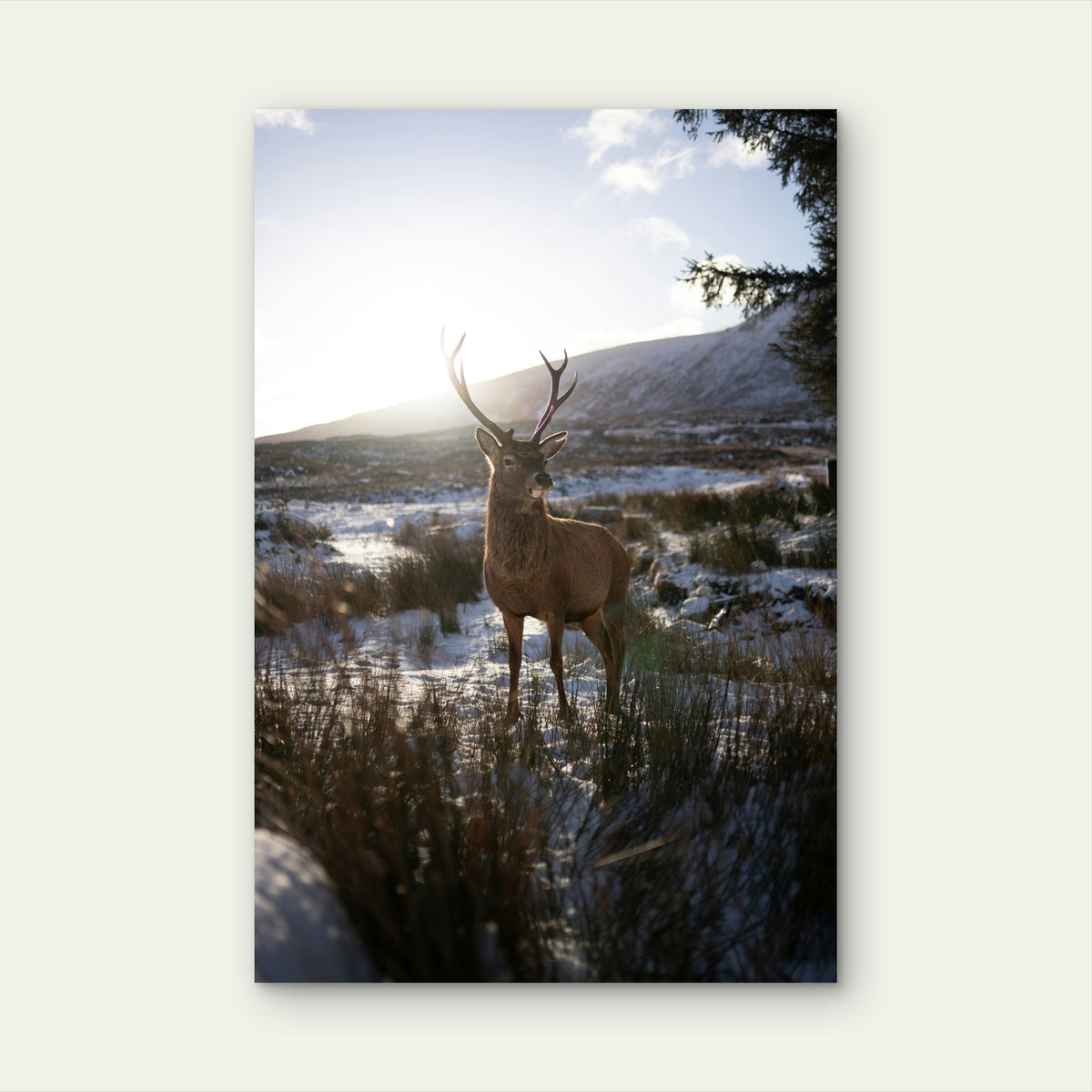 Red Deer Stag in Snowy Scottish Highlands 60x90cm Metal Print Ready to Hang