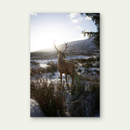 Red Deer Stag in Snowy Scottish Highlands 60x90cm Metal Print Ready to Hang