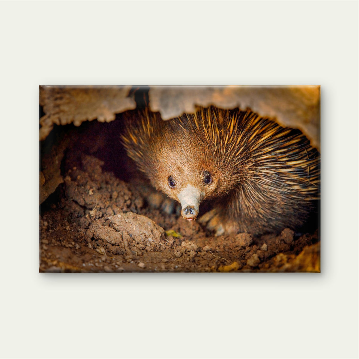 Short-Beaked Echidna Australia Wall Art Decor 100% Australian Made