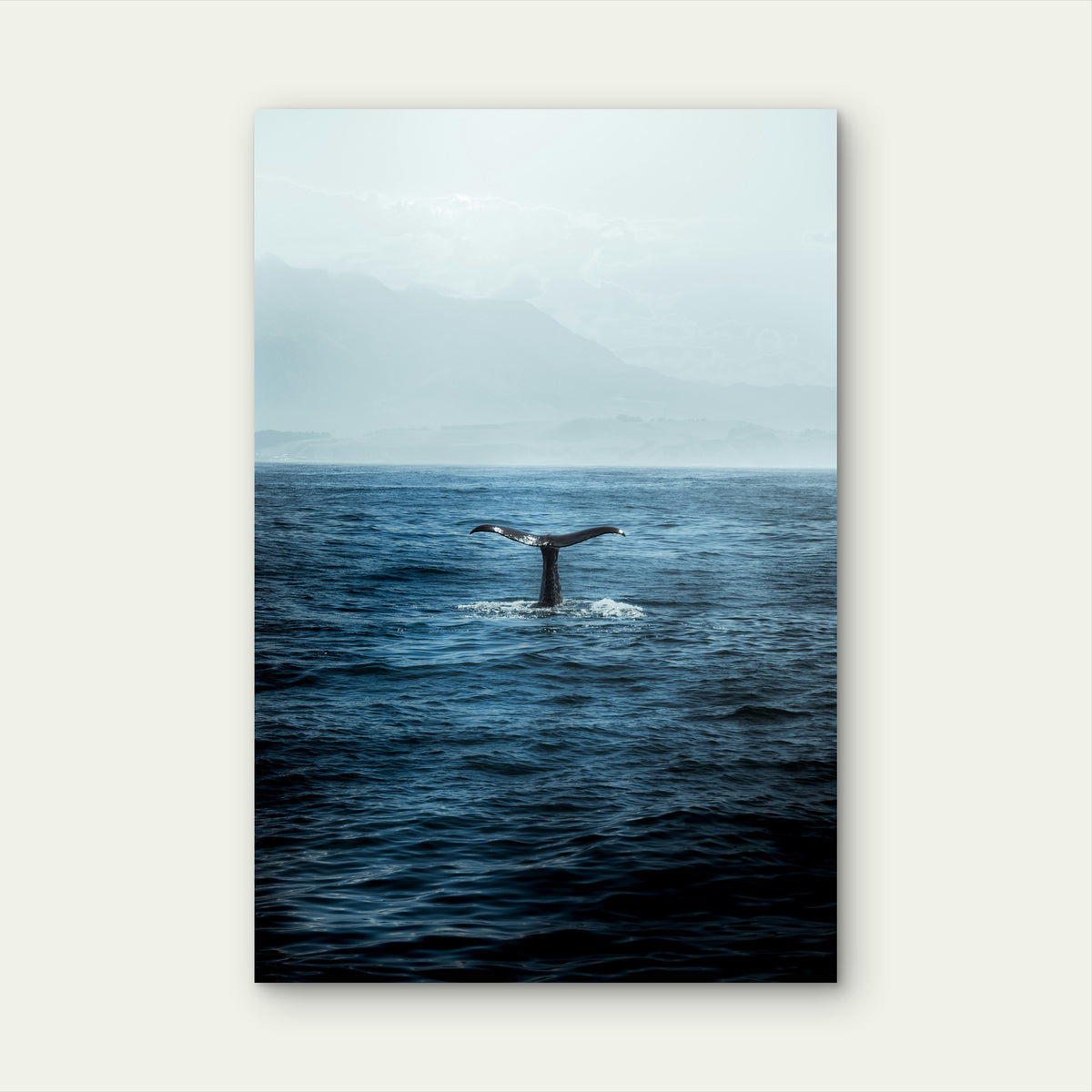 Humpback Whale Tail Flukes Diving 40x60cm Metal Print Ready to Hang