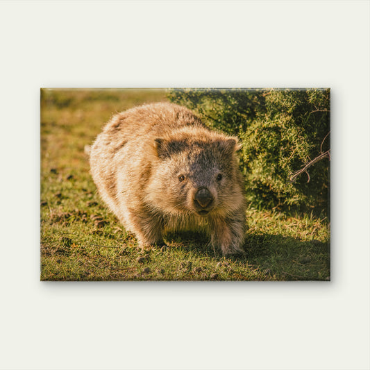 Wombat Maria Island Tasmania Wall Art Decor 100% Australian Made