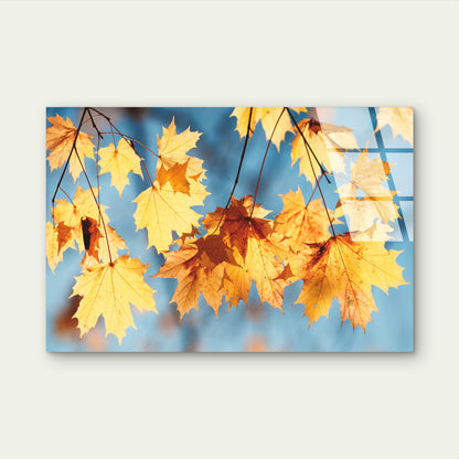 Autumn Golden Leaf Blue Sky Acrylic Glass Printing Wall Art Australian Made Quality