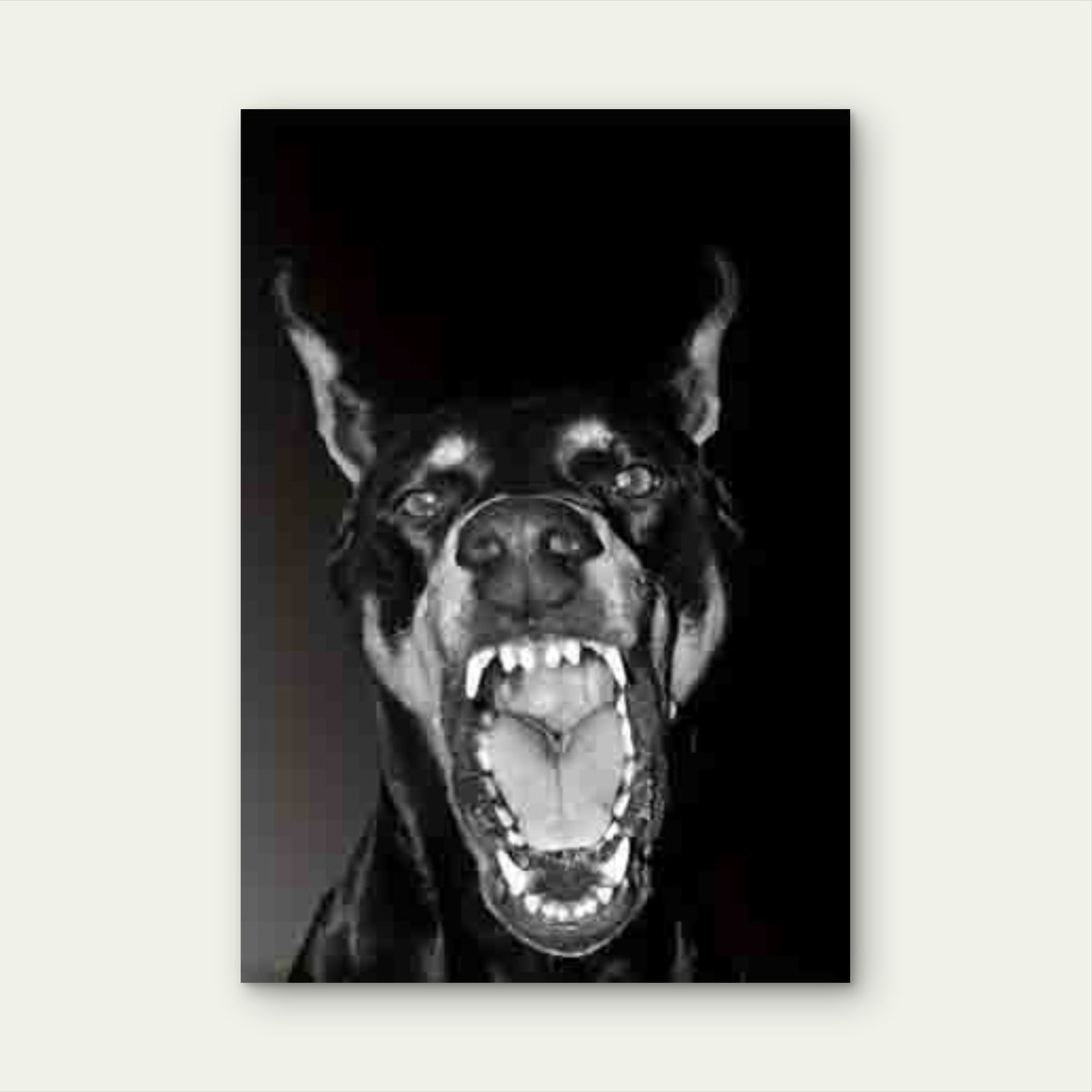 Black & White Aggressive Doberman Metal Print Ready to Hang