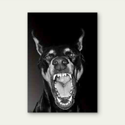 Black & White Aggressive Doberman Metal Print Ready to Hang