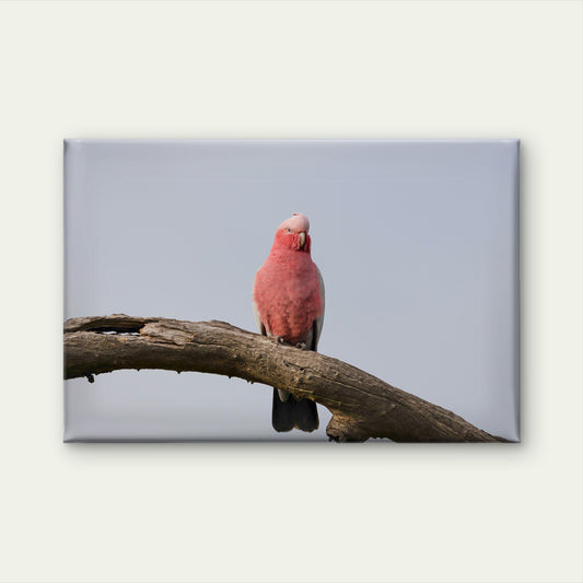 Grey and Pink Galah Perth Western Australia Wall Art Decor 100% Australian Made