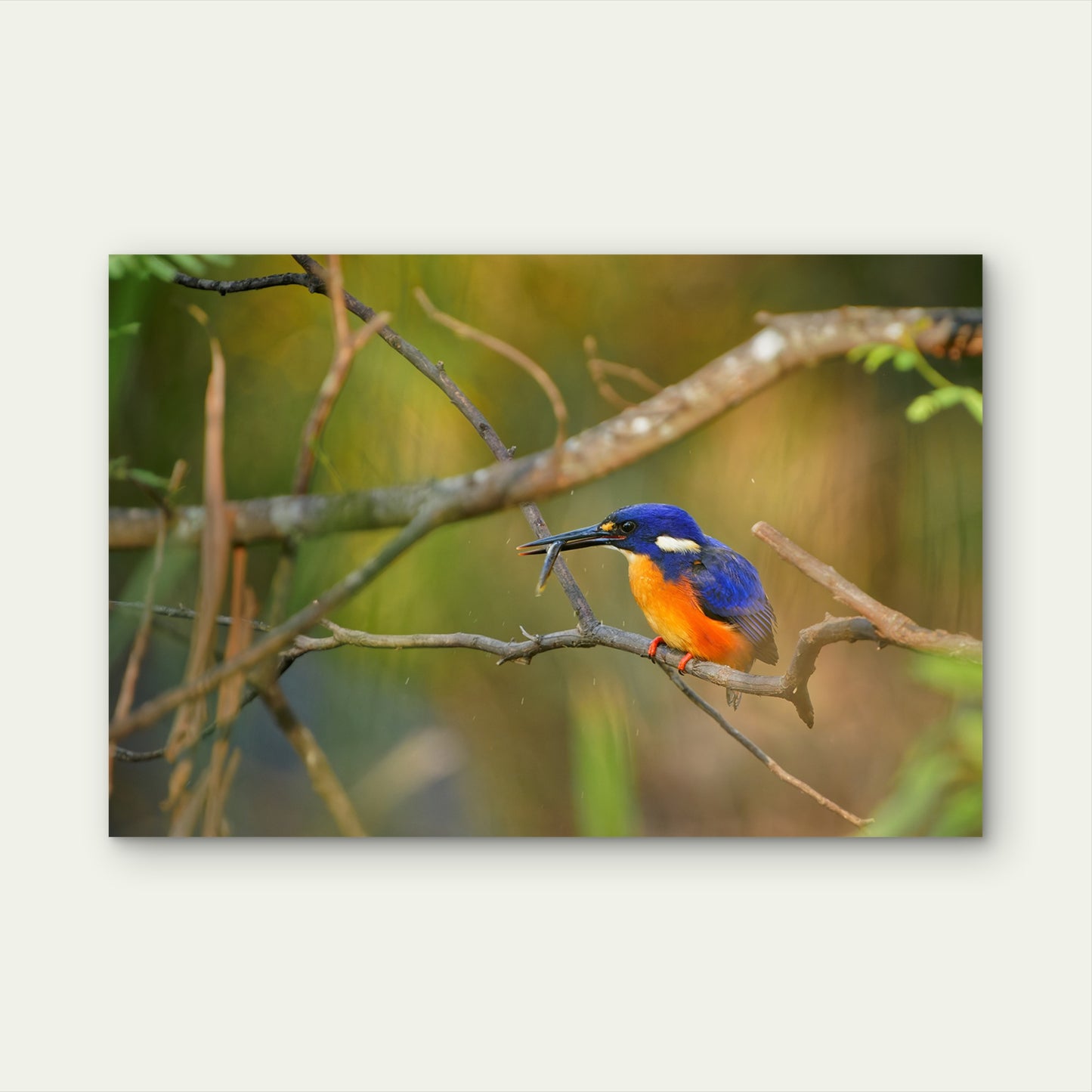 Azure Kingfisher Wall Art Decor 100% Australian Made