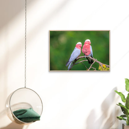 Rose Breasted Cockatoo Galah Australia Wall Art Decor 100% Australian Made