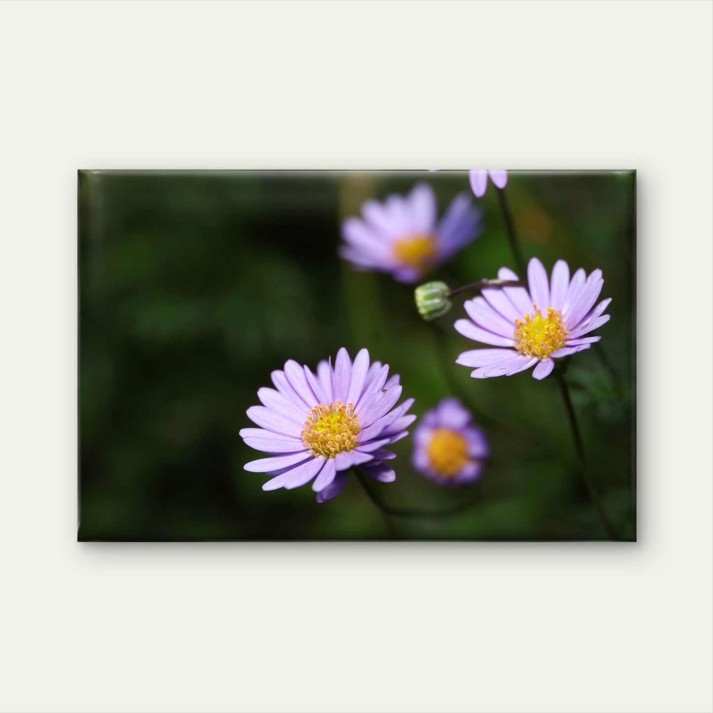 Australian Native Purple Brachyscome Daisy Wall Art Decor 100% Australian Made