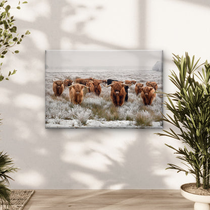 Highland Cow herd Photograph Print 100% Australian Made
