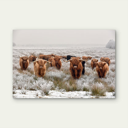 Highland Cow herd Photograph Print 100% Australian Made
