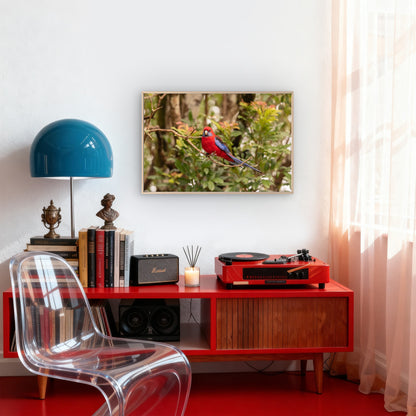 Crimson Rosella Queensland Wall Art Decor 100% Australian Made